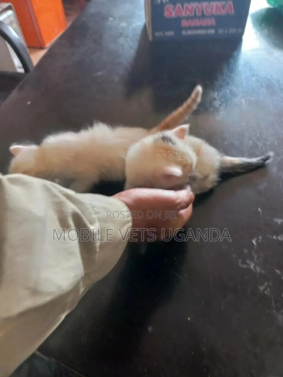 1-3 months Male Purebred British Shorthair