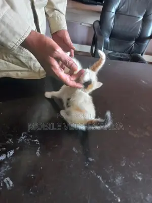 1-3 months Male Purebred American Wirehair