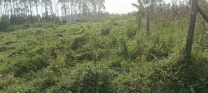 50by100, 17M, Ready Title in Wakiso-Kikandwa