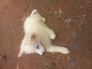 1-3 months Female Purebred Japanese Spitz