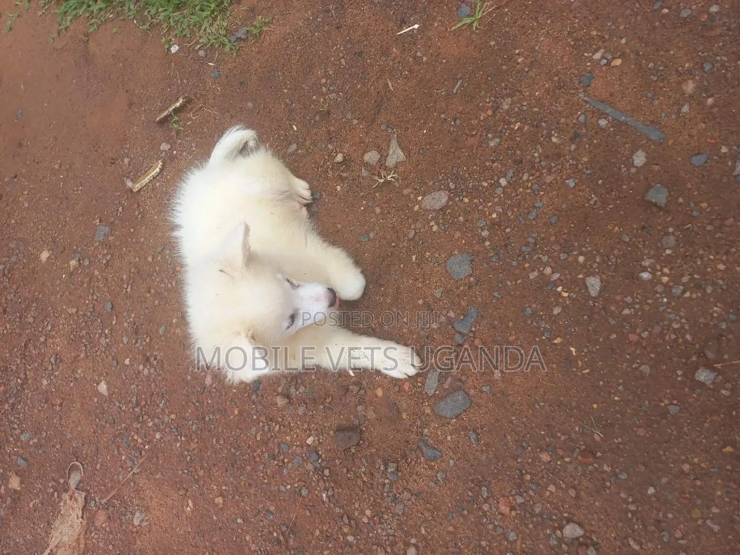 3-6 months Male Purebred Japanese Spitz