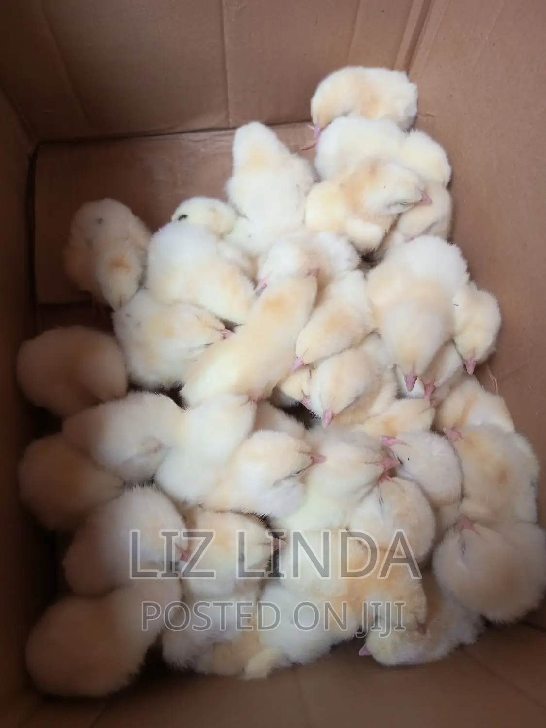Local and Exotic Chickens of One Day.