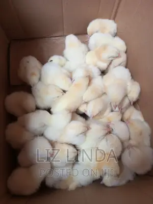 Local and Exotic Chickens of One Day.