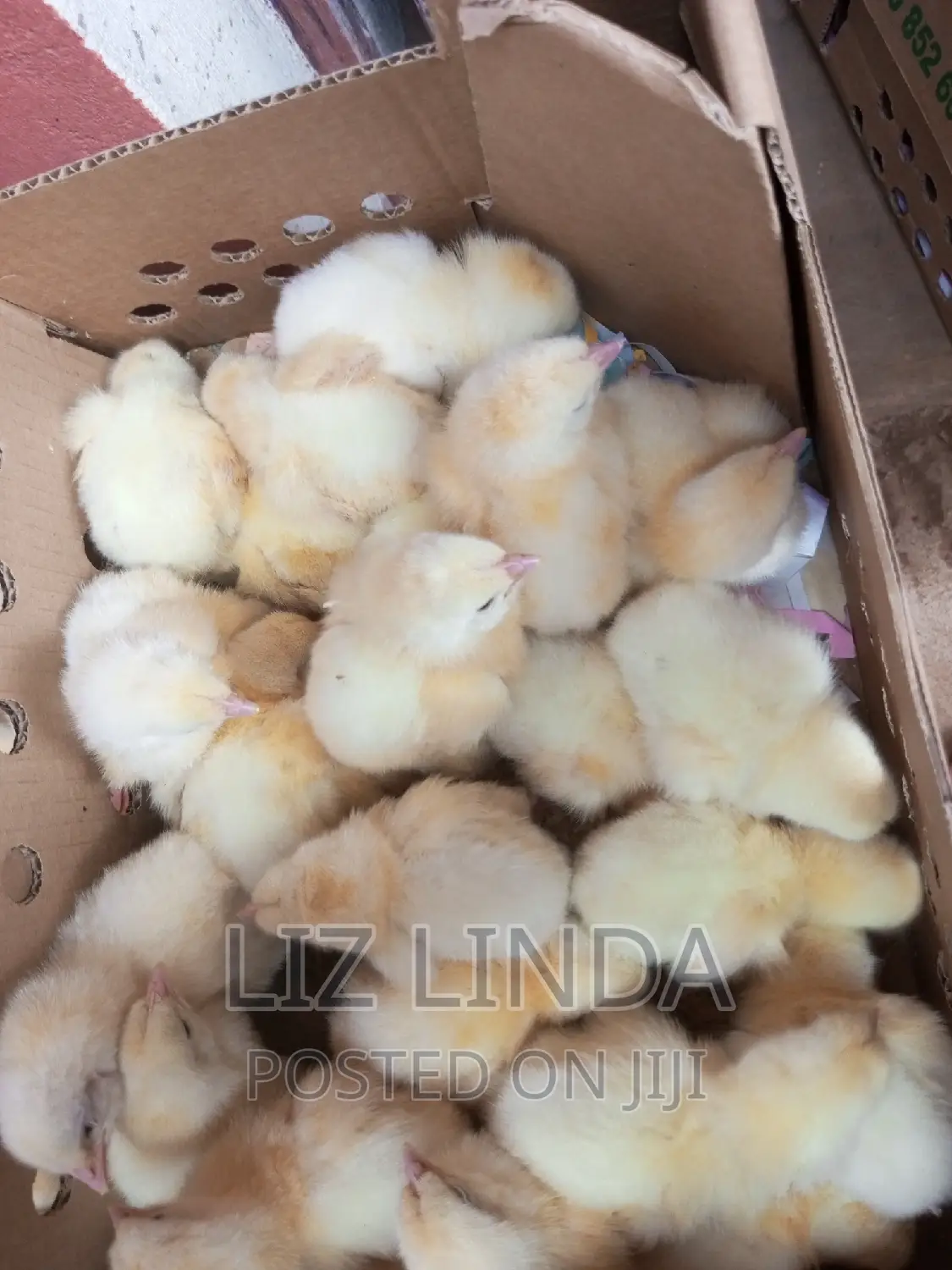 Local and Exotic Day Old Chicks 3.