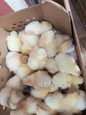 Local and Exotic Day Old Chicks 3.