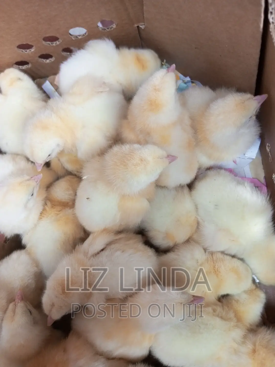 Local and Exotic Day Old Chicks 3.