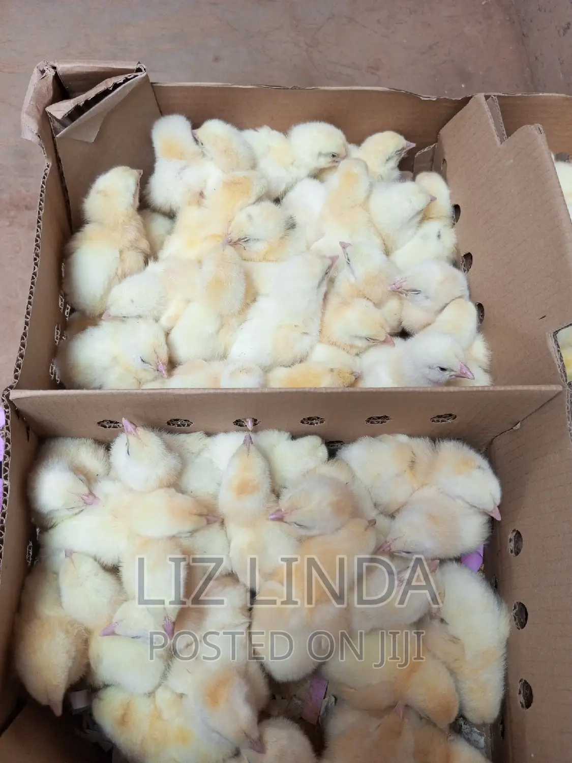 Local and Exotic Day Old Chicks 5.