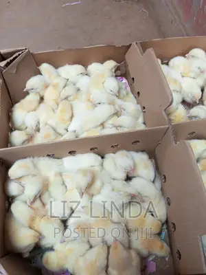 Local and Exotic Day Old Chicks 5.