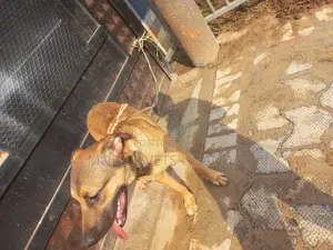 1+ year Female Purebred German Shepherd