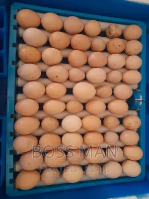 Egg Incubators in Kampala, Uganda