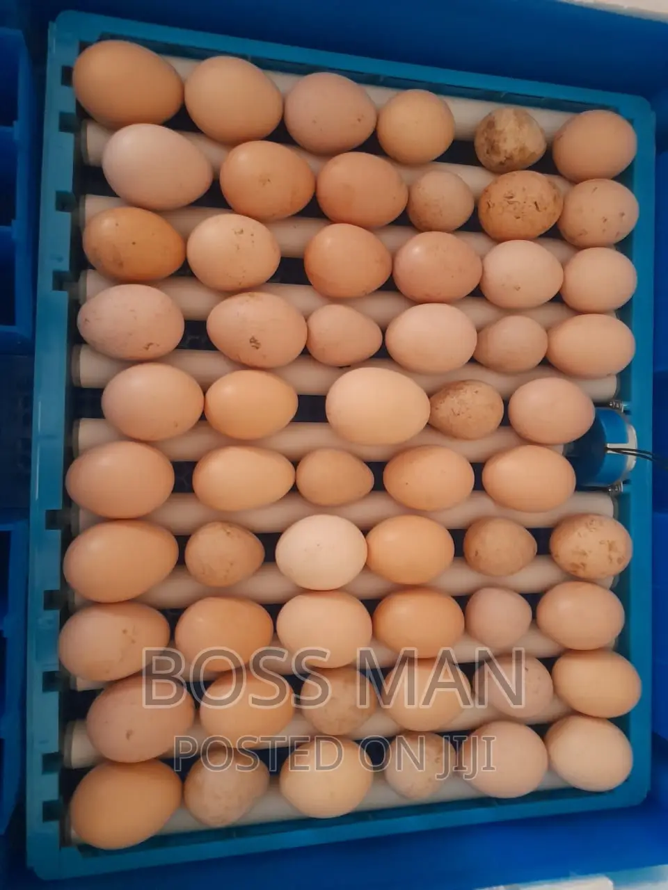 Egg Incubators in Kampala, Uganda