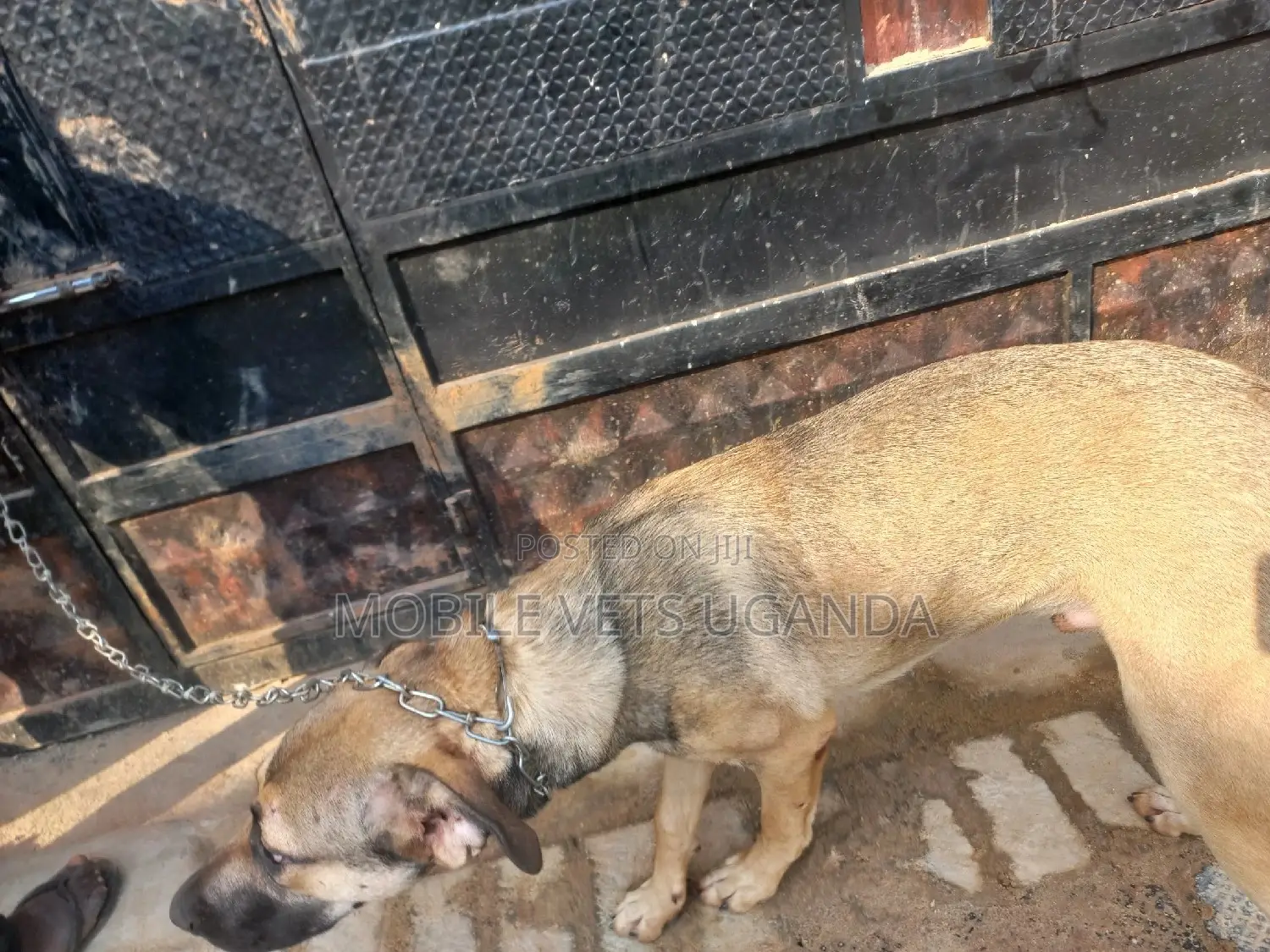 6-12 months Female Mixed Breed German Shepherd