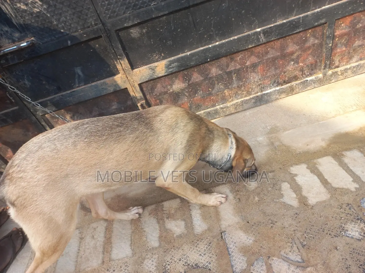 1+ year Male Purebred German Shepherd