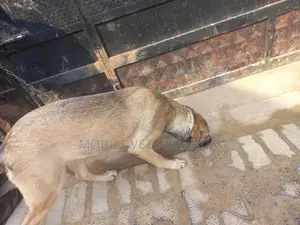 1+ year Male Purebred German Shepherd