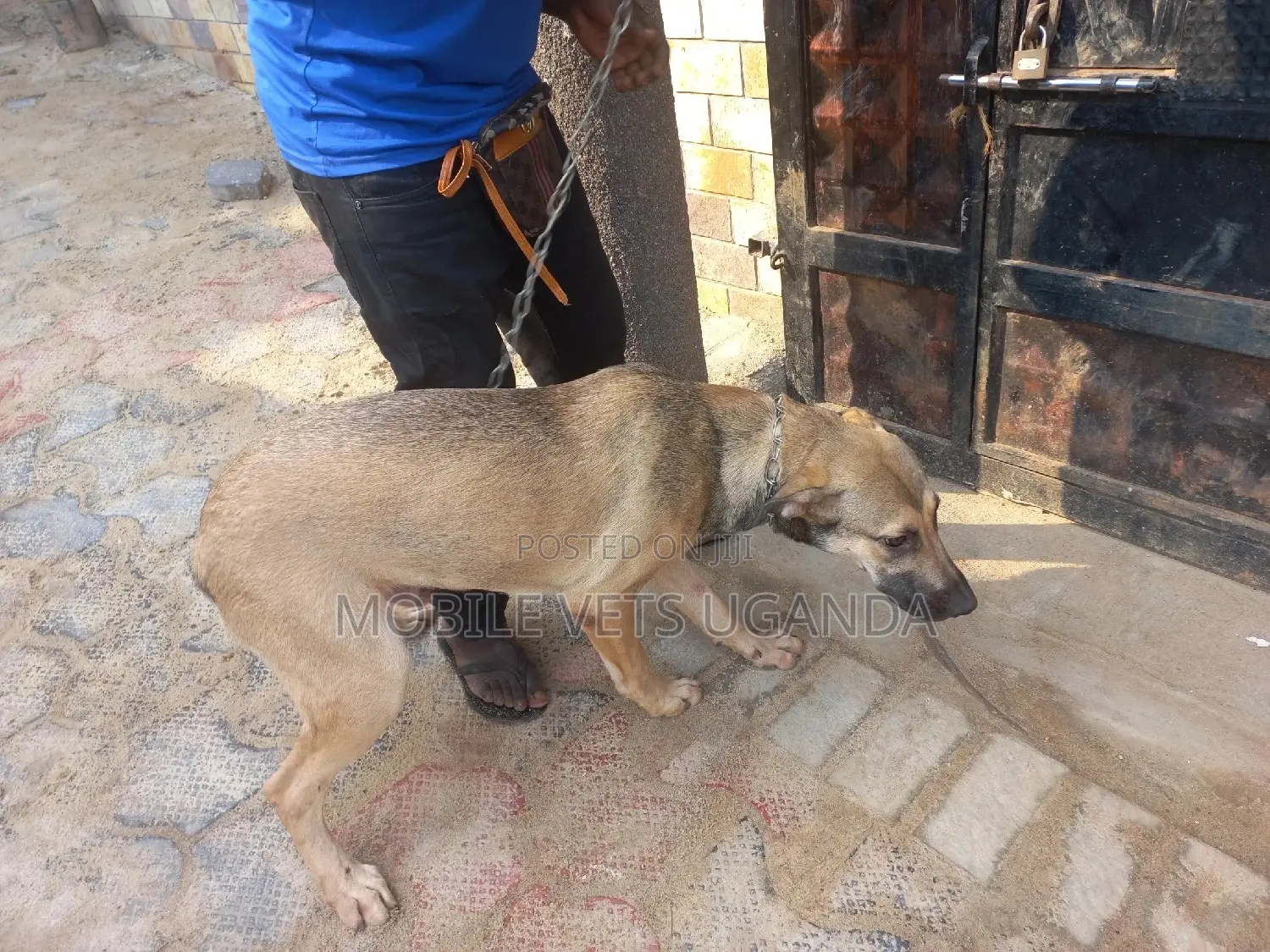 6-12 months Male Purebred German Shepherd