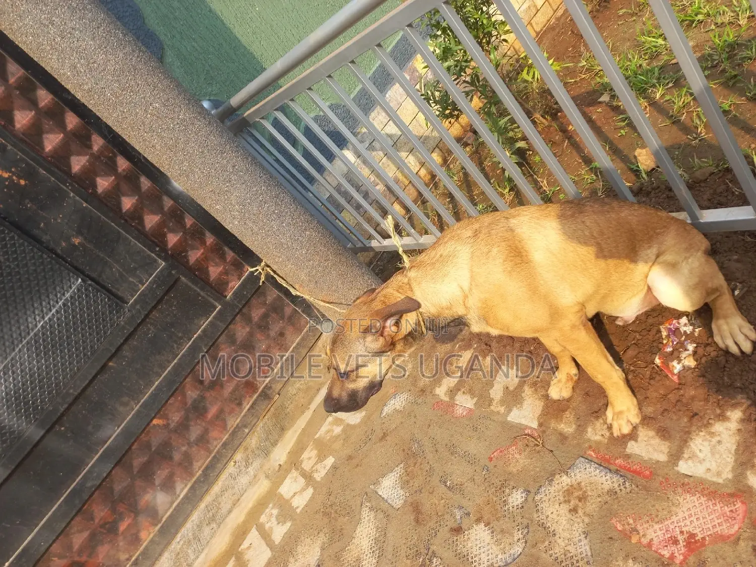 6-12 months Female Mixed Breed German Shepherd
