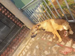 1+ year Male Purebred German Shepherd