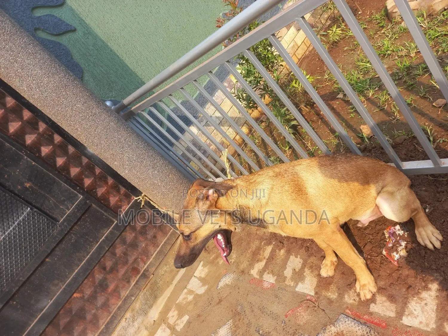 1+ year Male Purebred German Shepherd