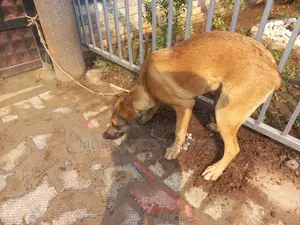 1+ year Female Mixed Breed Boerboel