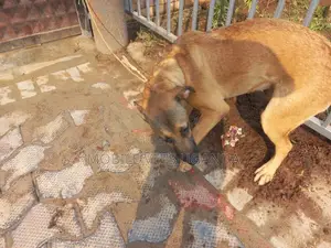 3-6 months Male Purebred Boerboel