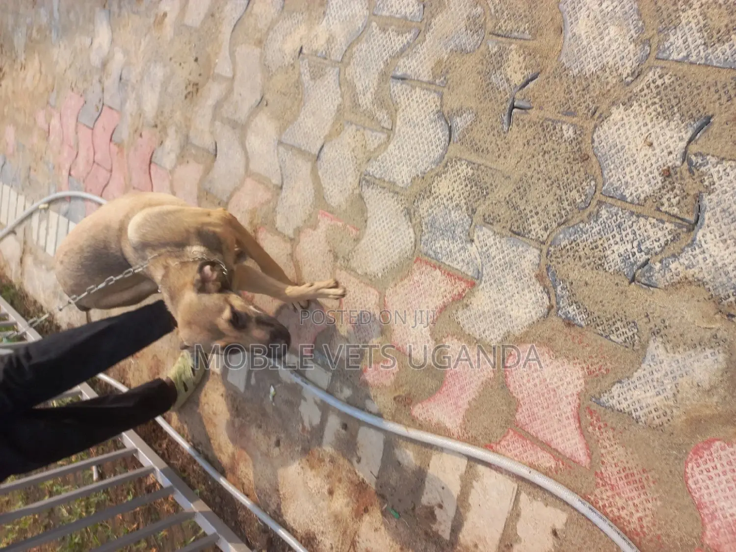 6-12 months Female Mixed Breed Boerboel