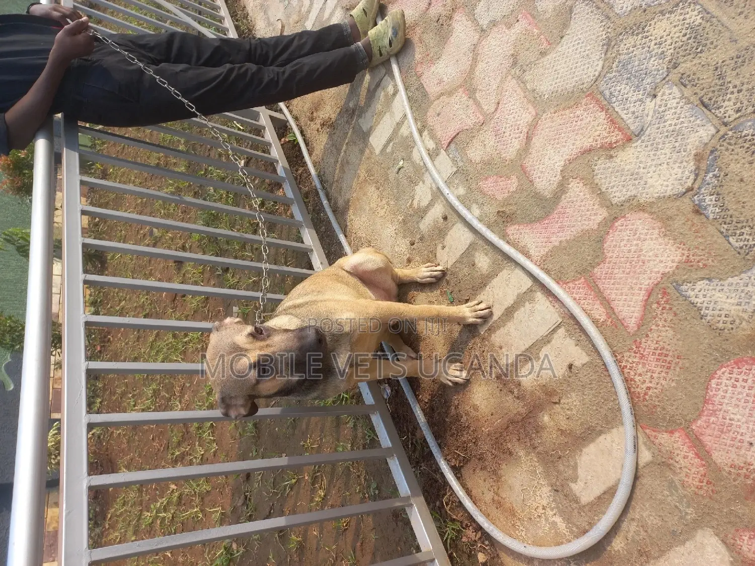 6-12 months Male Mixed Breed Boerboel