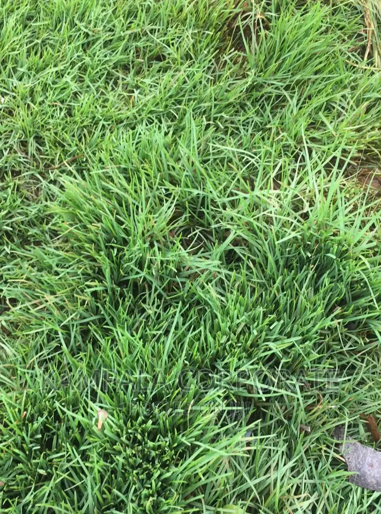 Natural Grass From South Africa