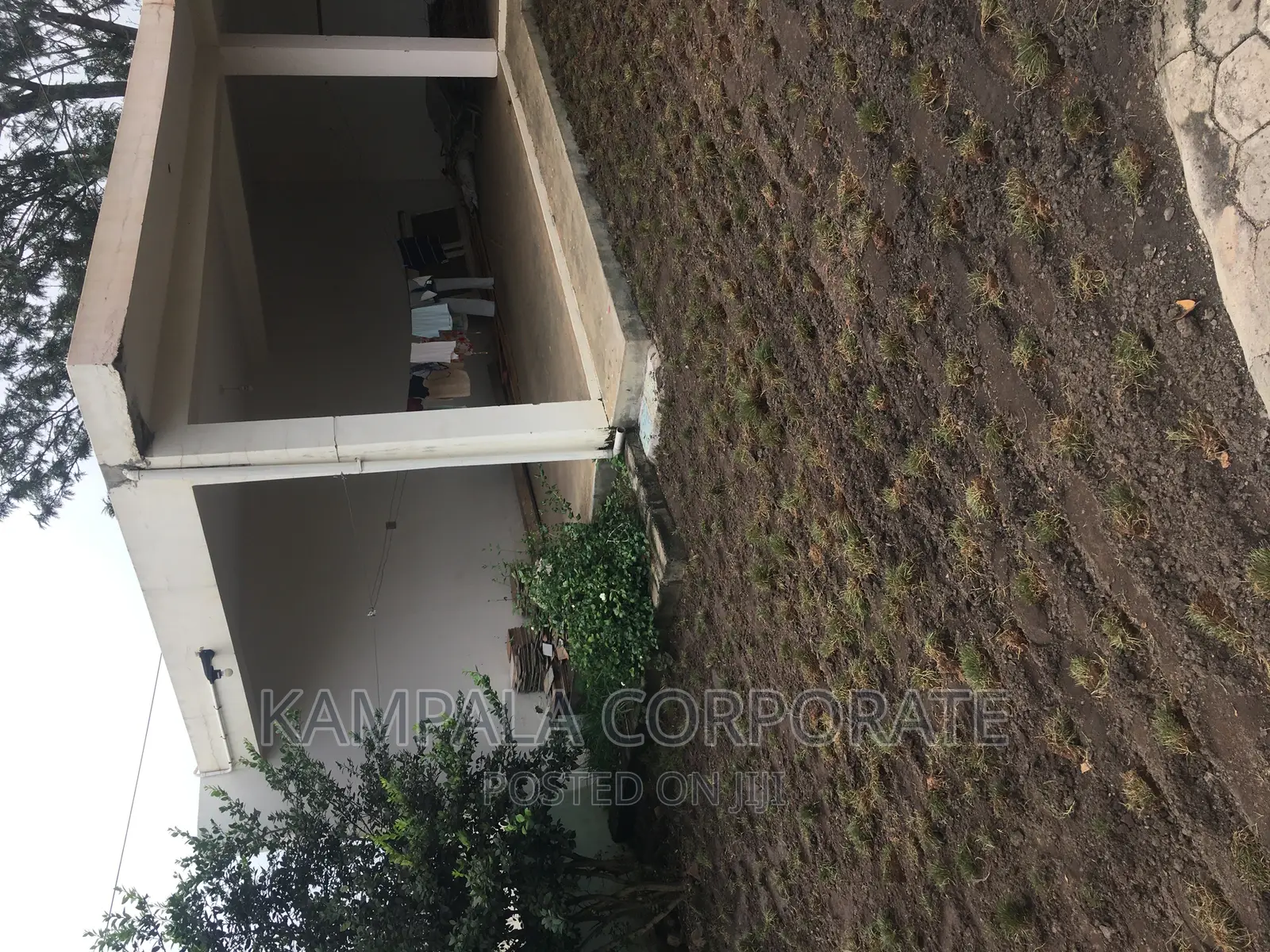 Natural Grass From South Africa
