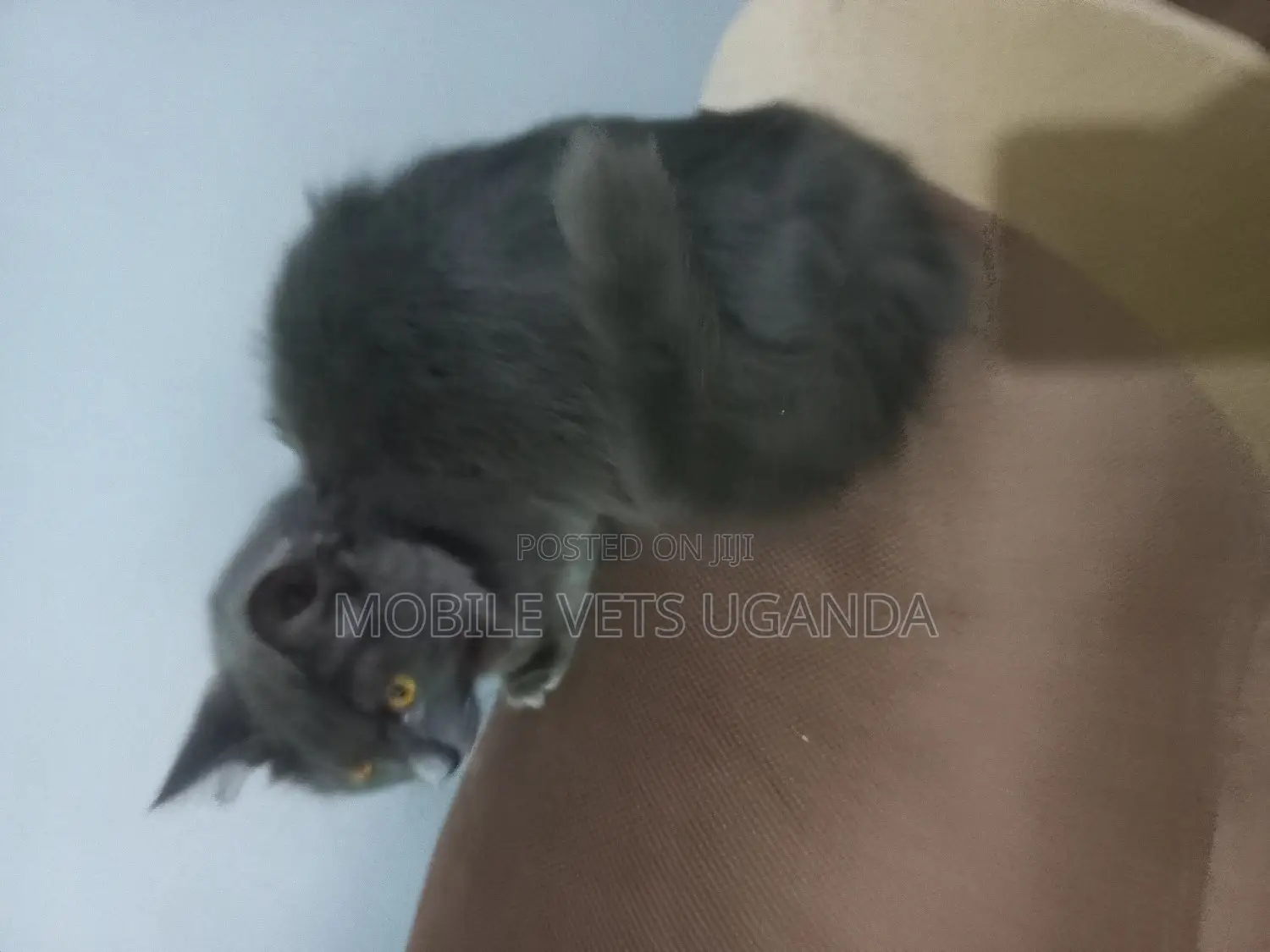 3-6 months Male Purebred American Bobtail