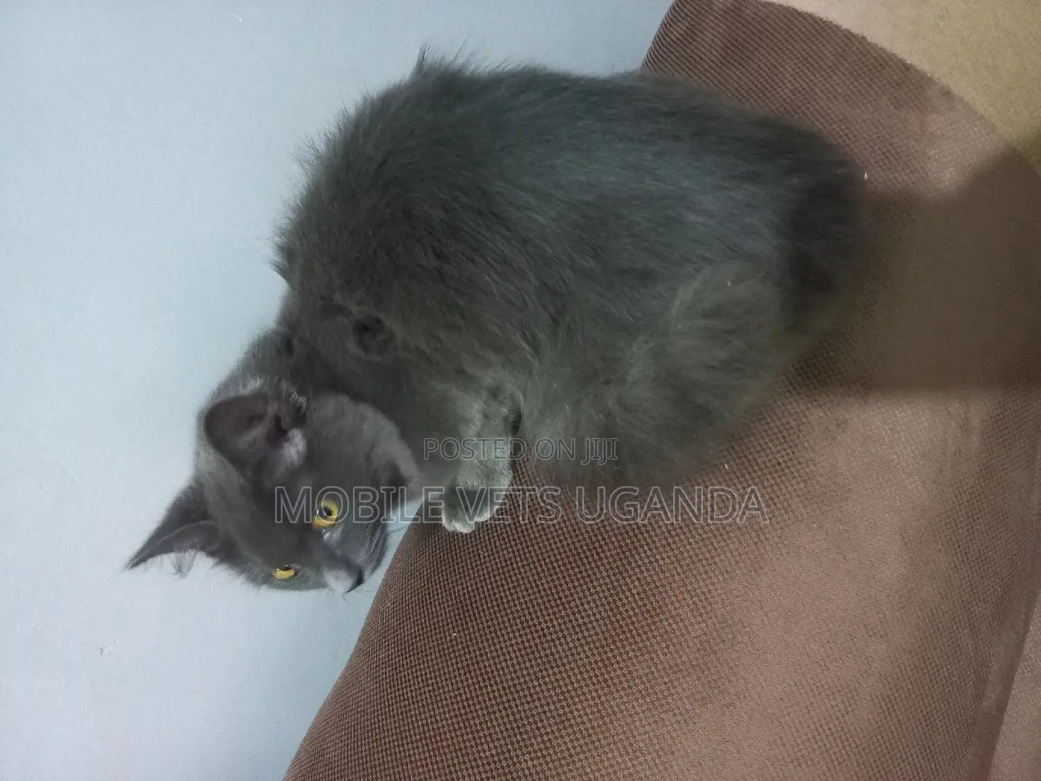 6-12 months Female Purebred American Shorthair