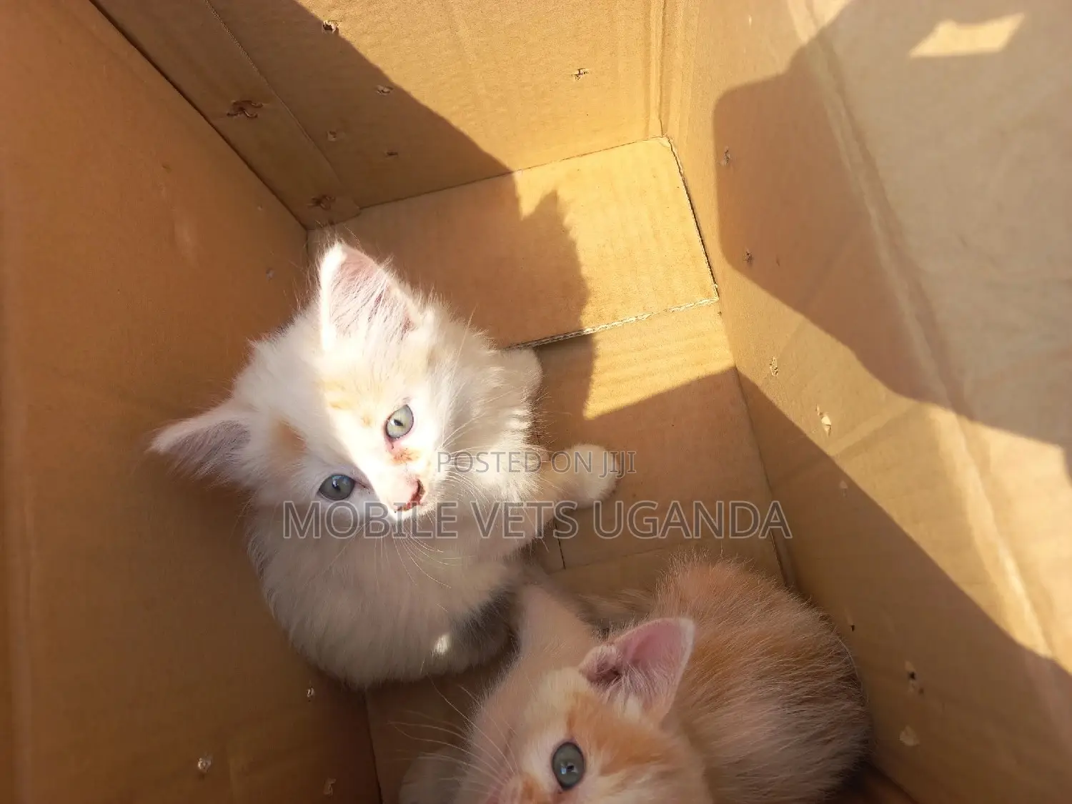 3-6 months Female Purebred Birman