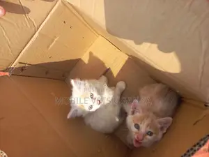 1-3 months Male Purebred Ragdoll