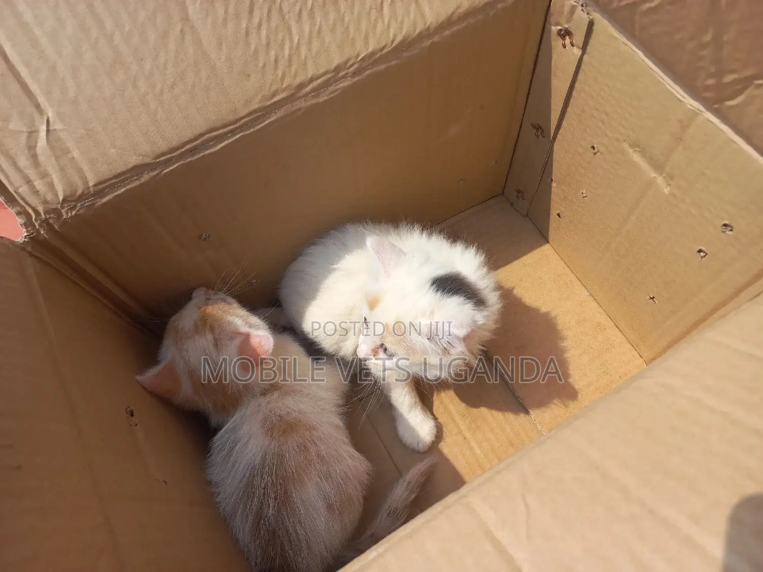 3-6 months Female Purebred American Shorthair