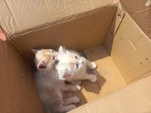 1-3 months Female Purebred Oriental
