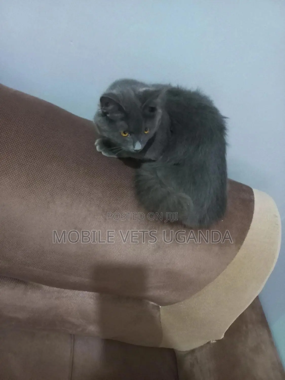 6-12 months Female Purebred Burmese