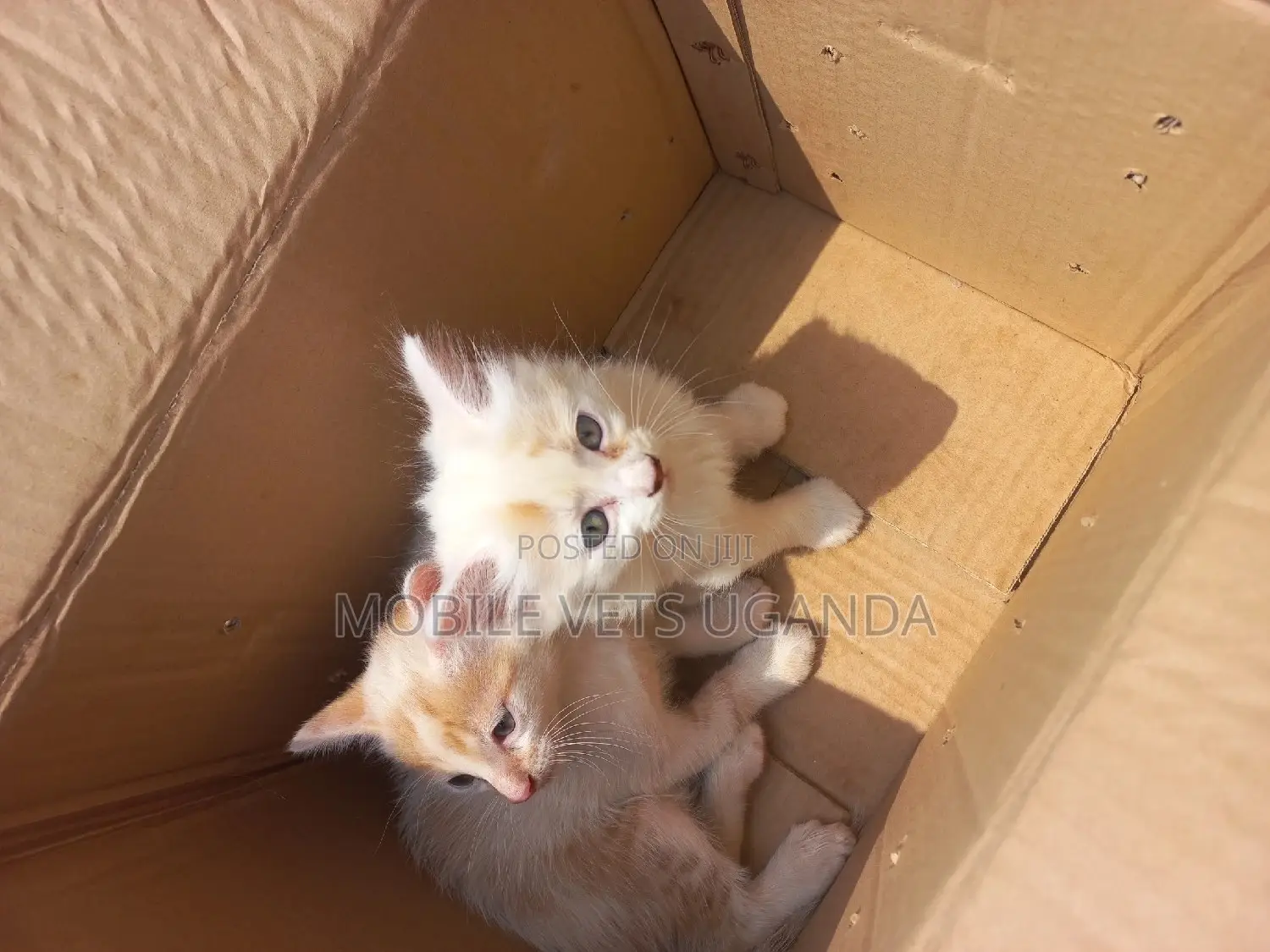 0-1 month Female Purebred Balinese