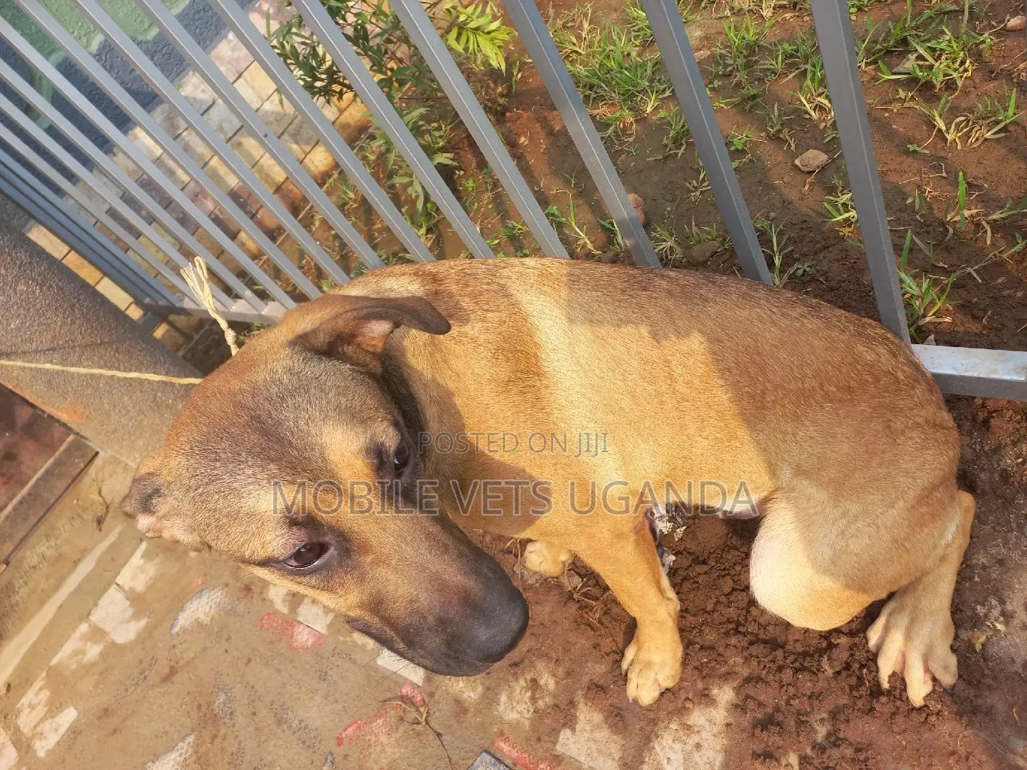 1+ year Female Mixed Breed German Shepherd