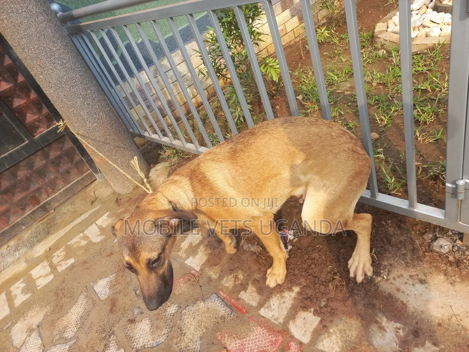 6-12 months Male Mixed Breed German Shepherd