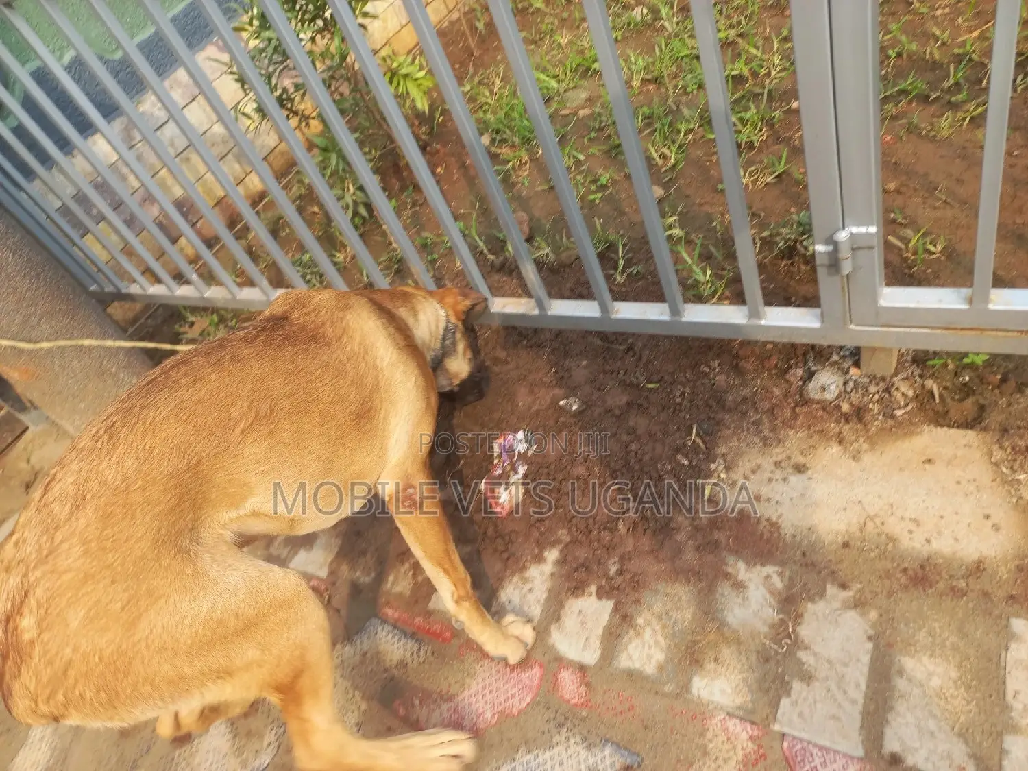 1+ year Male Mixed Breed Boerboel