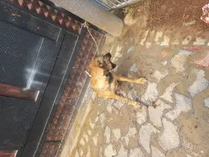 6-12 months Female Mixed Breed German Shepherd