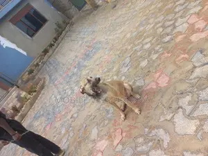 3-6 months Female Mixed Breed German Shepherd
