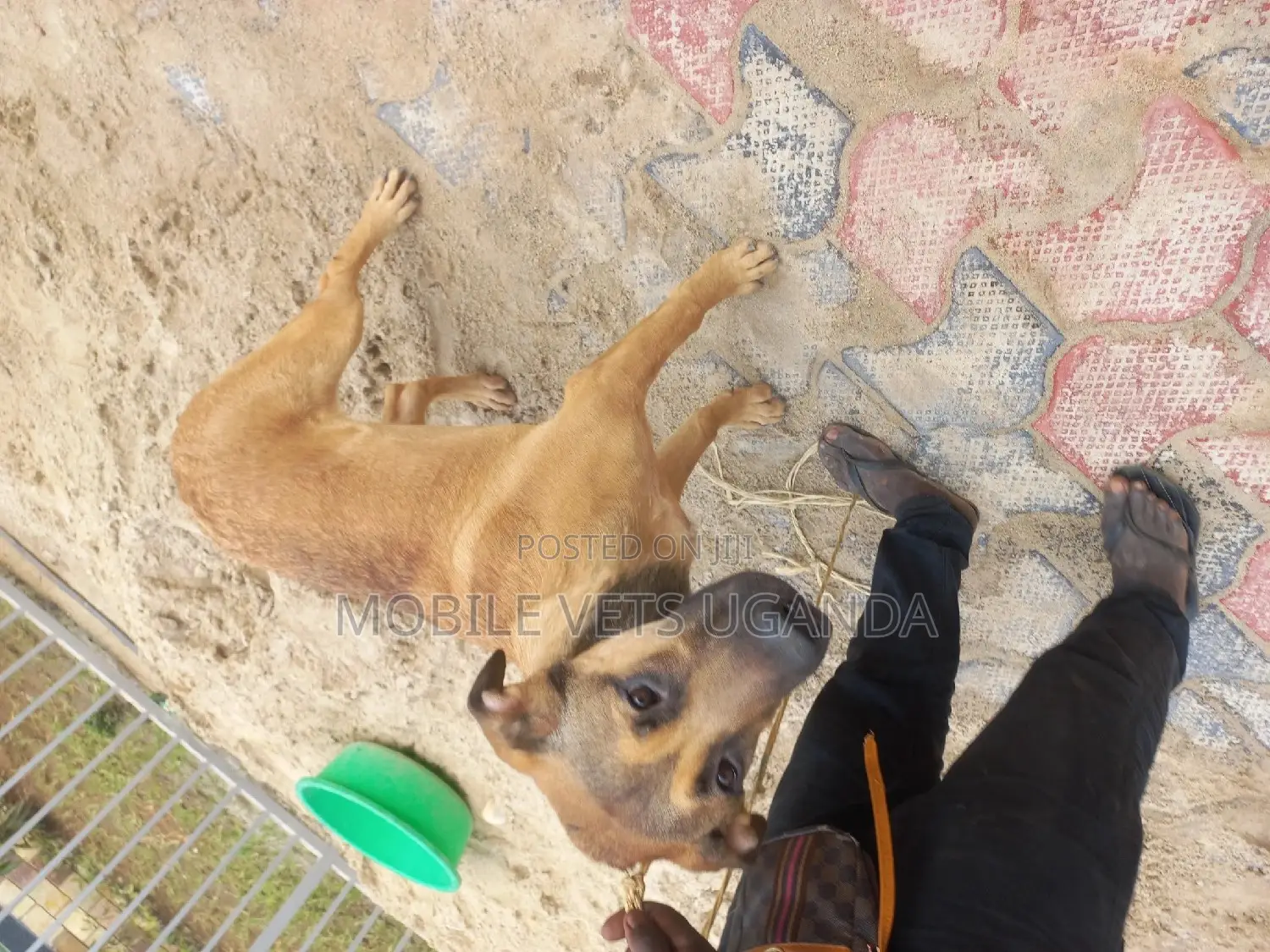 1+ year Male Mixed Breed Boerboel