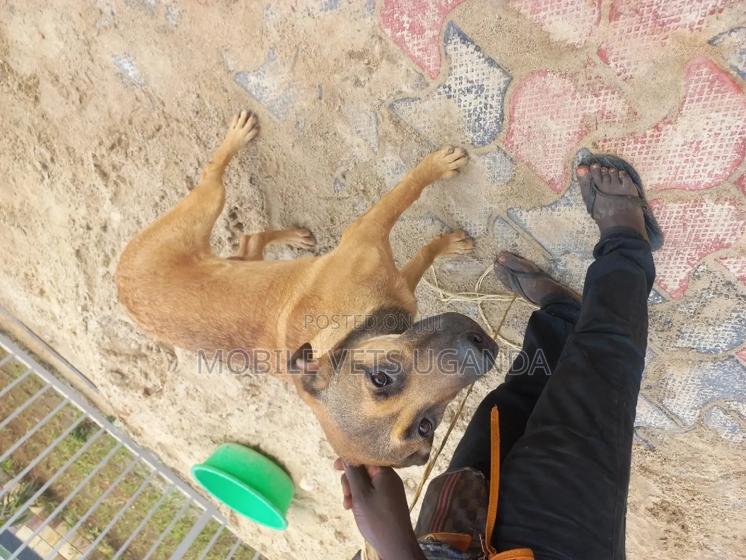 1+ year Female Mixed Breed German Shepherd