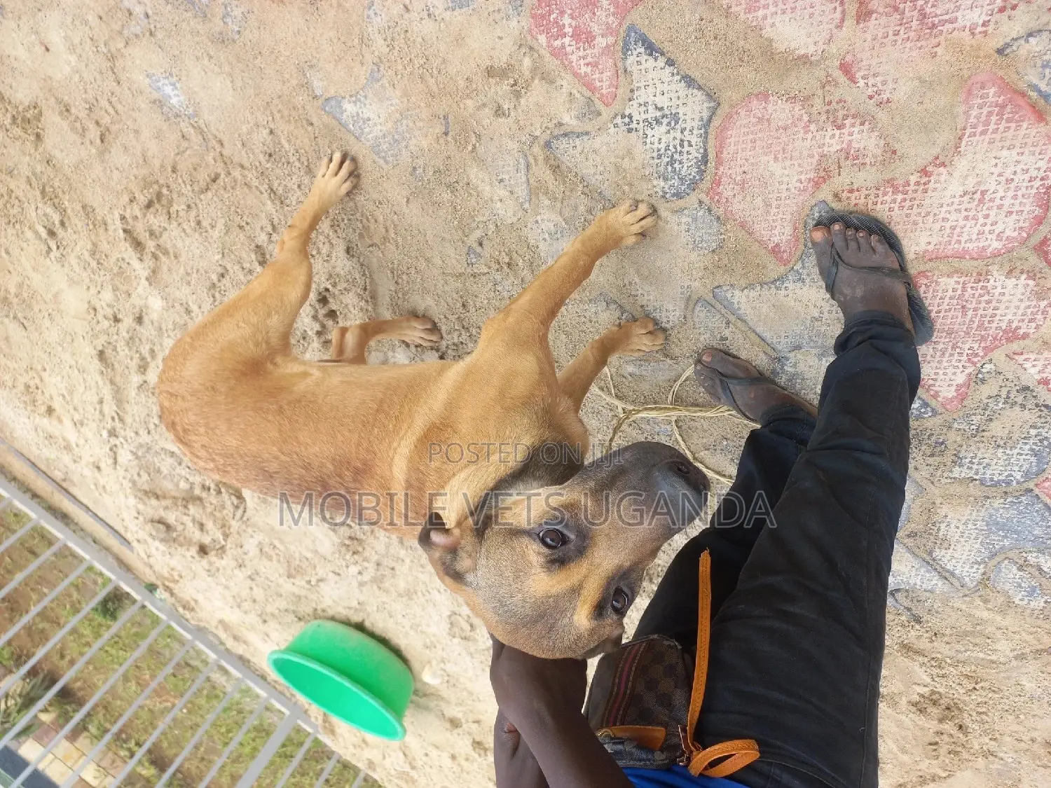 3-6 months Female Mixed Breed German Shepherd