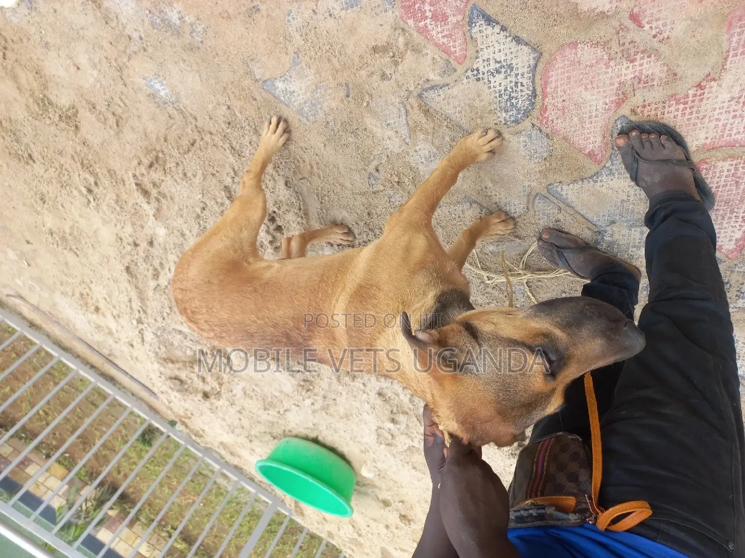 1+ year Male Purebred Boerboel