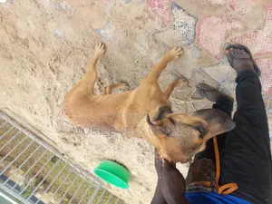 1+ year Male Purebred Boerboel