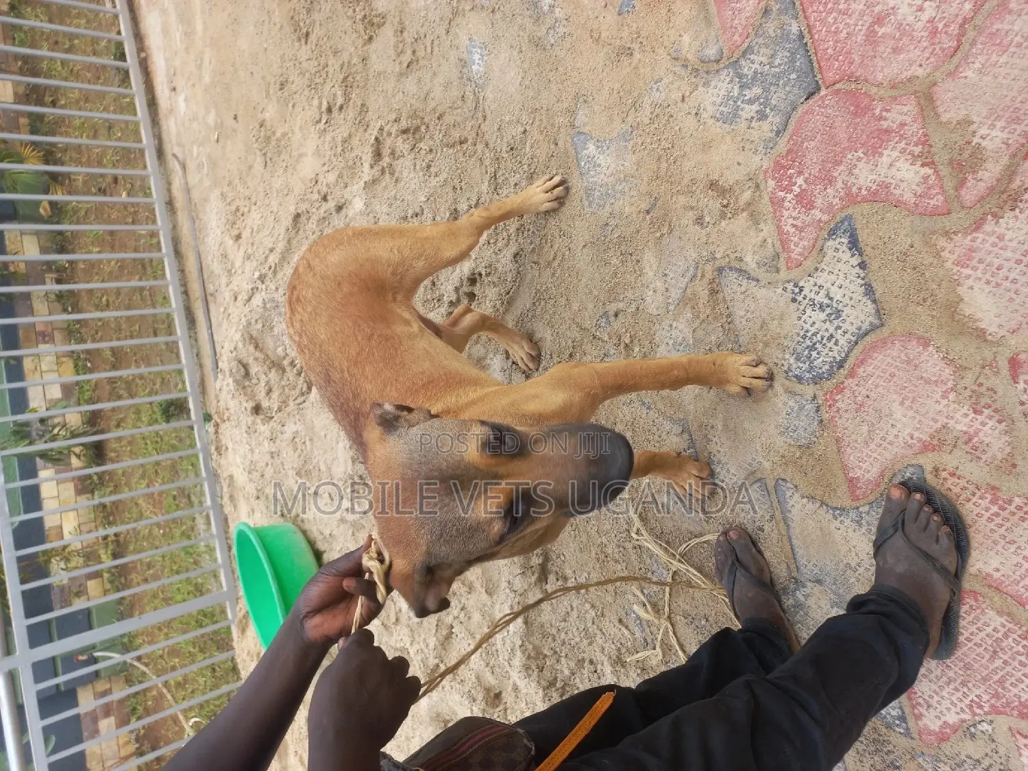 3-6 months Male Purebred Boerboel