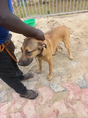 3-6 months Male Mixed Breed German Shepherd