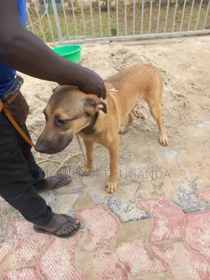 6-12 months Female Purebred Boerboel