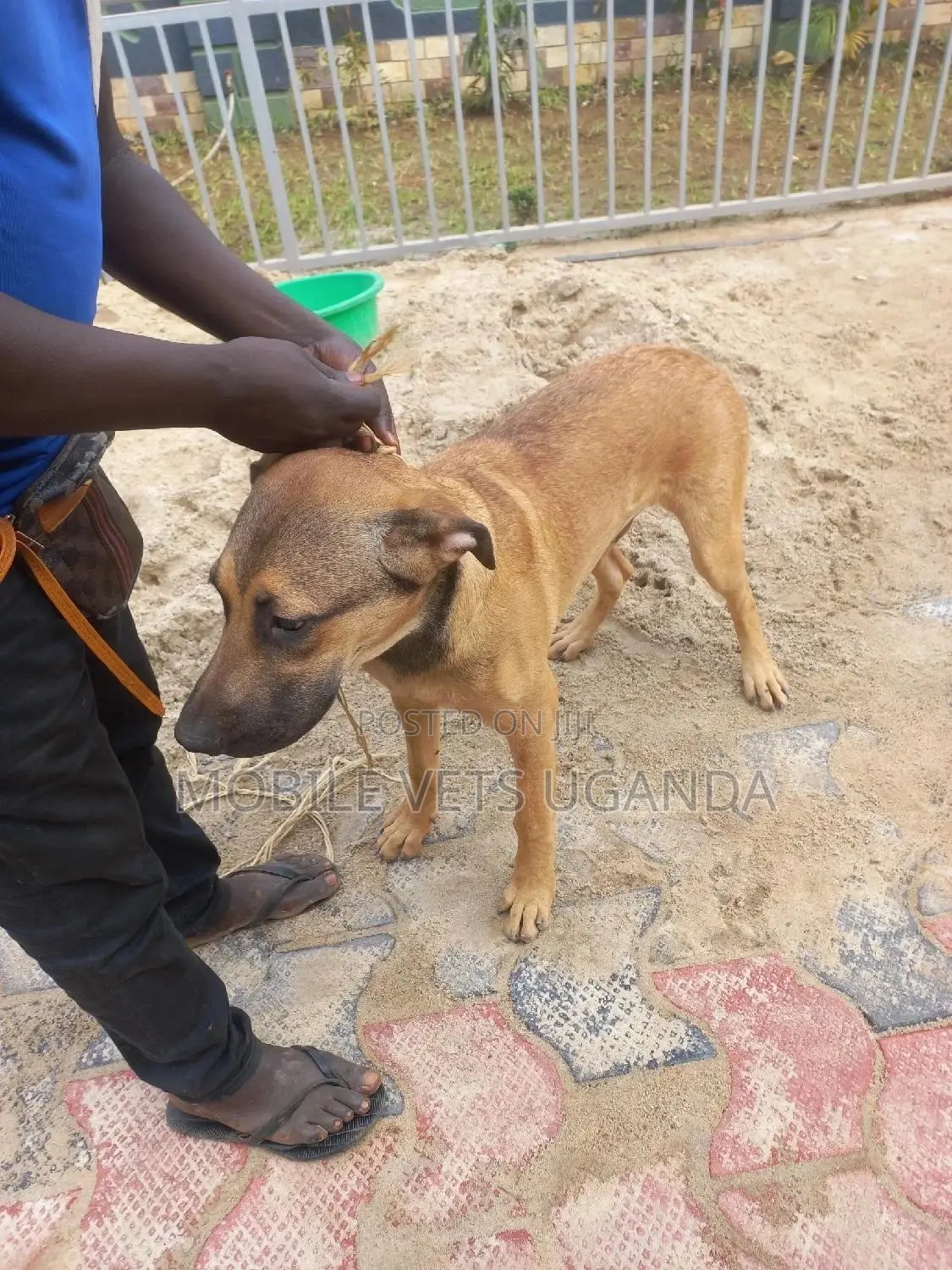 6-12 months Male Purebred Boerboel